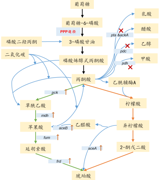 PBS: 合成生物学技术解决丁二酸的供给紧缺问题-材料干货|专塑视界|塑料在线