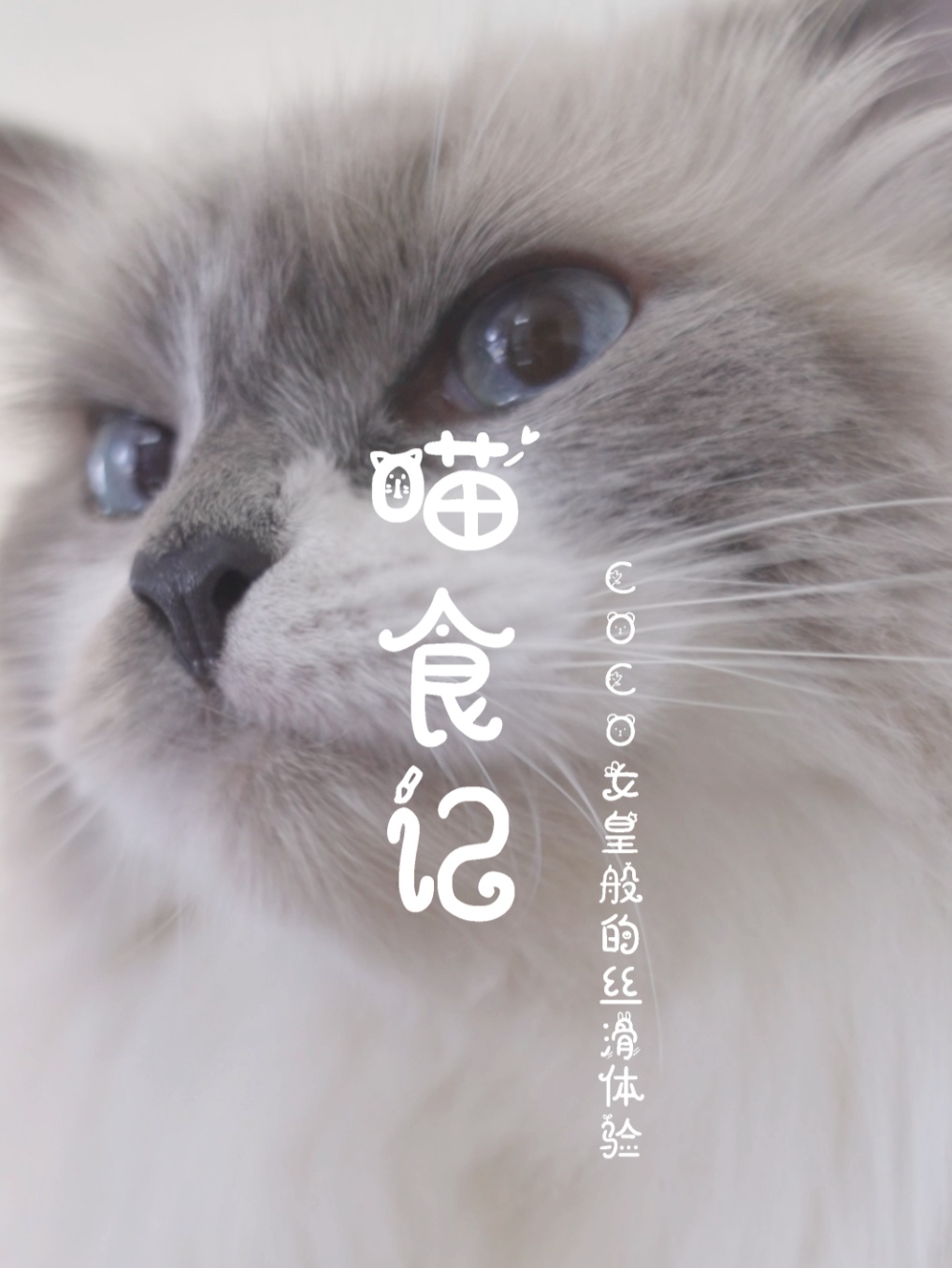 两脚兽震惊！喵星人自己撕开包装投喂？！